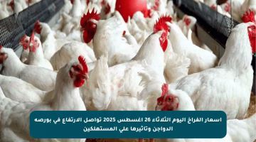 أسعار الفراخ اليوم الثلاثاء 26 أغسطس 2025 تواصل الارتفاع في بورصة الدواجن وتأثيرها على المستهلكين